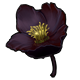 magic_blackhellebore.png