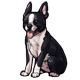 collectable_bostonterrier.png