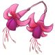 explore_hangingfuschiaflowers.png