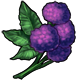 explore_purplecotton.png