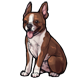 fauna_chocolatebostonterrier.png