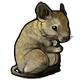 fauna_degu.png