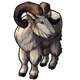 fauna_mountaingoat.png