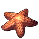 fauna_petrifiedstarfish.png