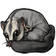 fauna_sugarglider.png