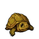 fauna_tinyturtle.png