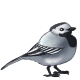 fauna_wagtail.png