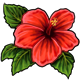 magic_hibiscus.png
