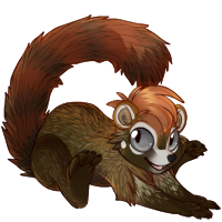 maki_coati.png