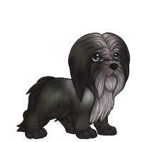 melo_beardedcollie.png