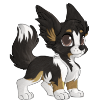 melo_tricolorbordercollie.png