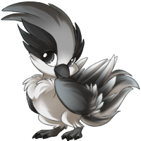 reve_loggerheadshrike.png