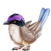 reve_purple-crownedfairy-wren.png
