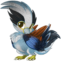 reve_silverbreastedbroadbill.png