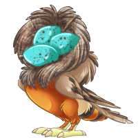 stellata_robinnest.png