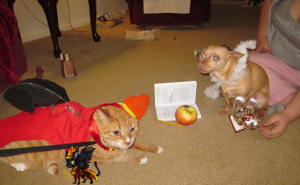 424941892.png&w=300&h=185&zc=1