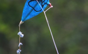 961332.jpg&w=300&h=185&zc=1